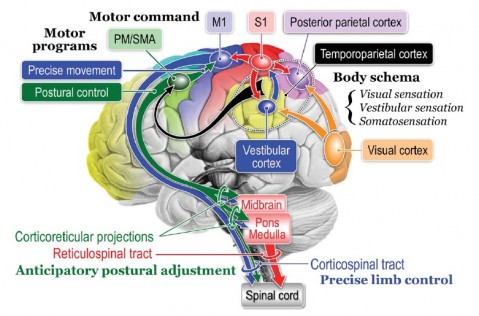 Brain image