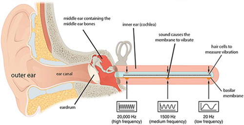 Brain image